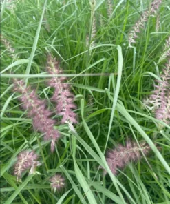 Karley Rose Fountain Grass Live Plant - Pink Pennisetum Orientale - Perennial, 5-8 Inch Tall - Image 8
