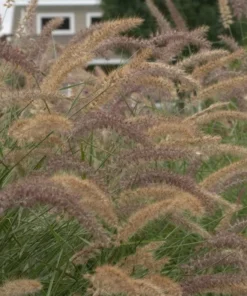 Karley Rose Fountain Grass Live Plant - Pink Pennisetum Orientale - Perennial, 5-8 Inch Tall - Image 9