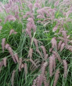 Karley Rose Fountain Grass Live Plant - Pink Pennisetum Orientale - Perennial, 5-8 Inch Tall - Image 1