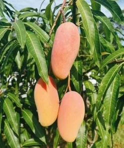 Keo Grafted Mango Tree Live Plant – 3 Gallon Pot, 2-3 Ft Tall – Outdoor Fruit Tree - Image 6