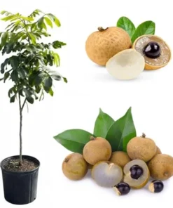 Kohala Longan Tree Live Plant – Sweet Tropical Fruit – 3 Gallon Pot – 3-4 Feet Tall - Image 5