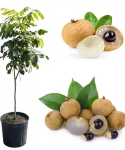 Kohala Longan Tree Live Plant – Sweet Tropical Fruit – 3 Gallon Pot – 3-4 Feet Tall - Image 6