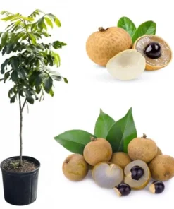 Kohala Longan Tree Live Plant – Sweet Tropical Fruit – 3 Gallon Pot – 3-4 Feet Tall - Image 7