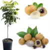 Kohala Longan Tree Live Plant – Sweet Tropical Fruit – 3 Gallon Pot – 3-4 Feet Tall - Image 1