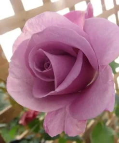 Lavender Grandiflora Rose Bush Live Plant - Fragrant Purple Flowers, 5-8 Inch Tall Starter - Image 3