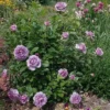 Lavender Grandiflora Rose Bush Live Plant - Fragrant Purple Flowers, 5-8 Inch Tall Starter - Image 1