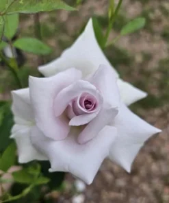Lavender Grandiflora Rose Bush Live Plant - Fragrant Purple Flowers, 5-8 Inch Tall Starter - Image 5
