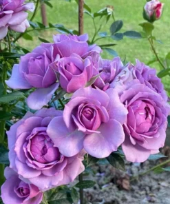 Lavender Grandiflora Rose Bush Live Plant - Fragrant Purple Flowers, 5-8 Inch Tall Starter - Image 6