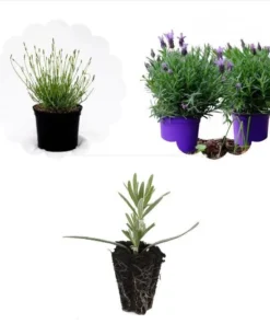 Lavender Grosso Live Plant Plug - Aromatic Purple Flowers, 1-3" Tall Starter - Image 2