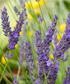 Lavender Grosso Live Plant Plug - Aromatic Purple Flowers, 1-3