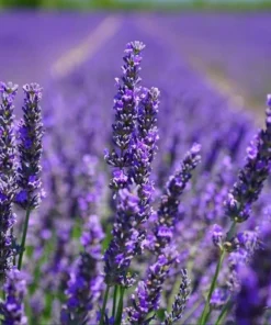 Lavender Grosso Live Plant Plug - Aromatic Purple Flowers, 1-3