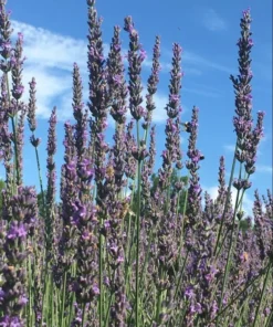 Lavender Grosso Live Plant Plug - Aromatic Purple Flowers, 1-3