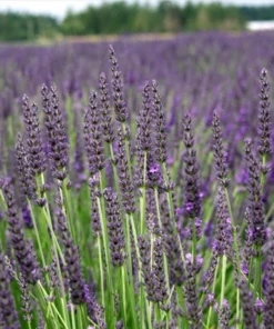 Lavender Grosso Live Plant Plug - Aromatic Purple Flowers, 1-3