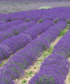 Lavender Grosso Live Starter Plant - Aromatic Perennial Herb, 3 Inch Pot - Image 10