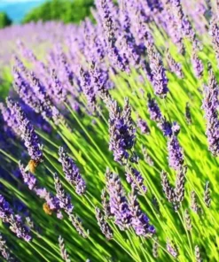 Lavender Grosso Live Starter Plant - Aromatic Perennial Herb, 3 Inch Pot - Image 2