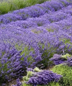 Lavender Grosso Live Starter Plant - Aromatic Perennial Herb, 3 Inch Pot - Image 4