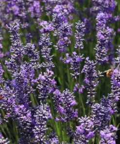 Lavender Grosso Live Starter Plant - Aromatic Perennial Herb, 3 Inch Pot - Image 5