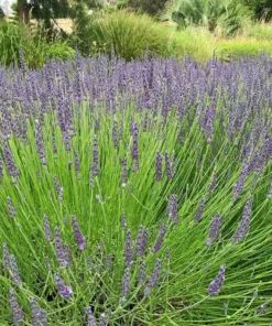 Lavender Grosso Live Starter Plant - Aromatic Perennial Herb, 3 Inch Pot - Image 7
