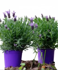 Lavender Grosso Live Starter Plant - Aromatic Perennial Herb, 3 Inch Pot - Image 8