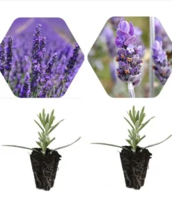 Lavender Grosso Live Starter Plants - 2 Plugs, 1"-3" Tall, Aromatic Fragrance - Image 2