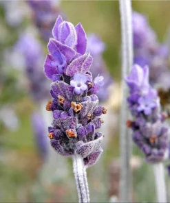 Lavender Grosso Live Starter Plants - 2 Plugs, 1