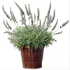 Lavender Hybrid Goodwin Creek Live Plant Plug, 1-3" Tall, Aromatic Herb, Indoor/Outdoor - Image 1