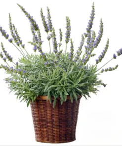 Lavender Hybrid Goodwin Creek Live Plant Plug, 1-3" Tall, Aromatic Herb, Indoor/Outdoor - Image 1