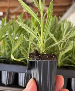 Lavender Hybrid Goodwin Creek Live Plant Plug, 1-3