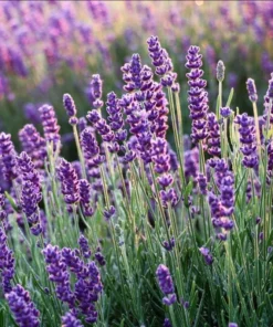 Lavender Hybrid Goodwin Creek Live Plant Plug, 1-3" Tall, Aromatic Herb, Indoor/Outdoor - Image 2