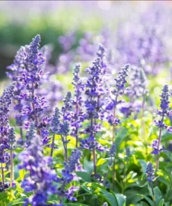 Lavender Hybrid Goodwin Creek Live Plant Plug, 1-3