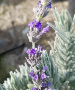Lavender Hybrid Goodwin Creek Live Plant Plug, 1-3