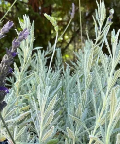 Lavender Hybrid Goodwin Creek Live Plant Plug, 1-3