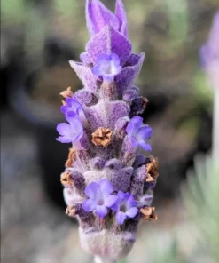 Lavender Hybrid Goodwin Creek Live Plant Plug, 1-3