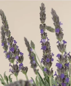 Lavender Hybrid Goodwin Creek Live Plant Plug, 1-3