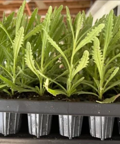 Lavender Hybrid Goodwin Creek Live Plant Plug, 1-3