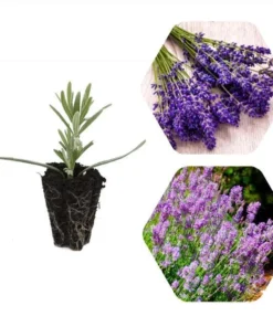 Lavender Phenomenal Live Plant Plug - Starter Plant, Aromatic Herb, 1-3" Tall - Image 2