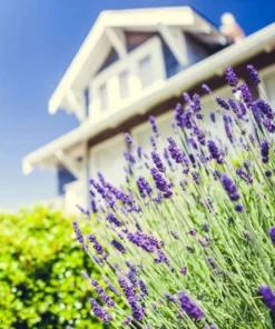 Lavender Phenomenal Live Plant Plug - Starter Plant, Aromatic Herb, 1-3