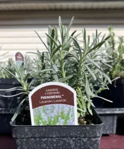 Lavender Phenomenal Live Plant – Starter Plant – 3 Inch Pot – Outdoor - Image 10