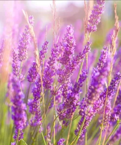 Lavender Phenomenal Live Plant – Starter Plant – 3 Inch Pot – Outdoor - Image 2