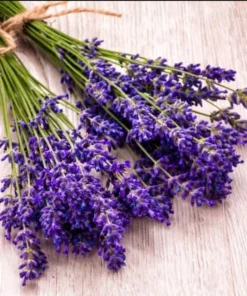 Lavender Phenomenal Live Plant – Starter Plant – 3 Inch Pot – Outdoor - Image 4