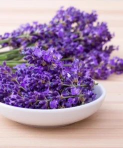 Lavender Phenomenal Live Plant – Starter Plant – 3 Inch Pot – Outdoor - Image 6