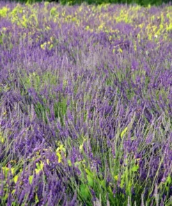 Lavender Phenomenal Live Plant – Starter Plant – 3 Inch Pot – Outdoor - Image 7