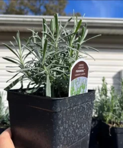 Lavender Phenomenal Live Plant – Starter Plant – 3 Inch Pot – Outdoor - Image 9