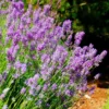 Lavender Phenomenal Live Plant – Starter Plant – 3 Inch Pot – Outdoor - Image 1