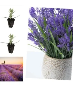 Lavender Provence Live Plant Plugs - 2 Healthy Starter Plants, 1-3" Tall, Outdoor - Image 2
