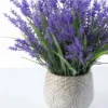 Lavender Provence Live Plant Plugs - 2 Healthy Starter Plants, 1-3" Tall, Outdoor - Image 1