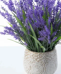 Lavender Provence Live Plant Plugs - 2 Healthy Starter Plants, 1-3" Tall, Outdoor - Image 1