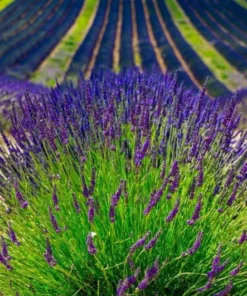 Lavender Provence Live Plant Plugs - 2 Healthy Starter Plants, 1-3