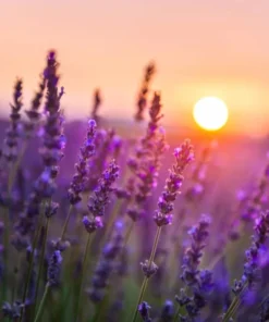 Lavender Provence Live Plant Plugs - 2 Healthy Starter Plants, 1-3