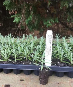 Lavender Provence Plug Live Plant - Aromatic French Herb Starter, 1-3